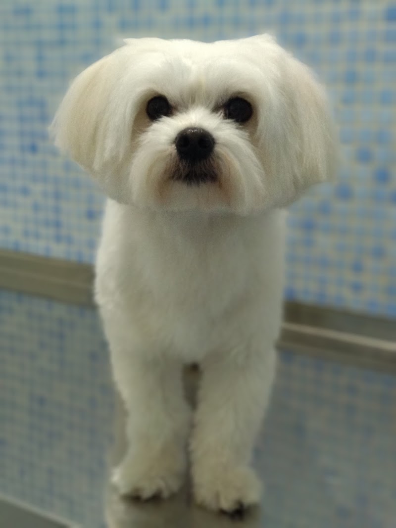 Clinica Veterinaria Dogos