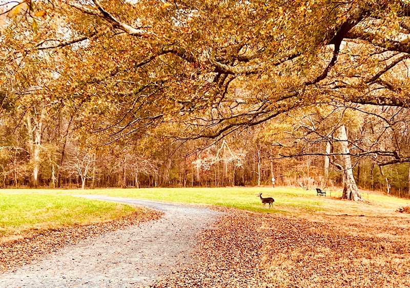 Chattahoochee Pointe Disc Golf Course photo 3