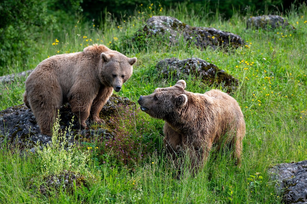 The Nature Reserve & Wildlife Park Goldau