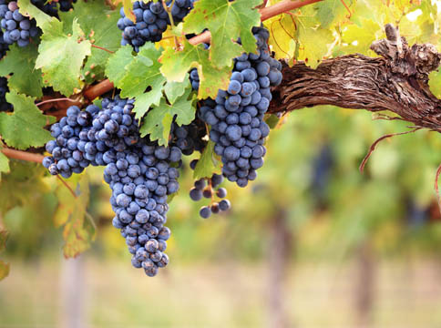 Madonna Estate Winery