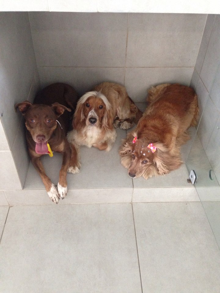 Auquimia Clínica Veterinária