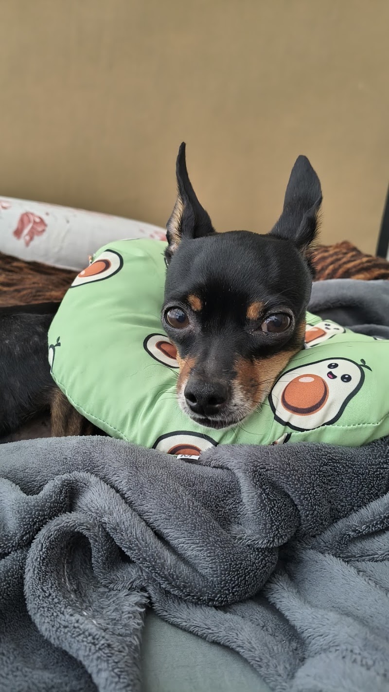 Foto de Auquimia Clínica Veterinária