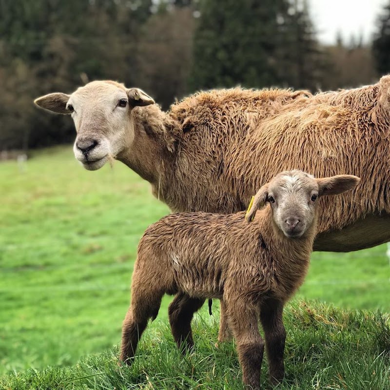 Leaping Lamb Farm - Photo 2