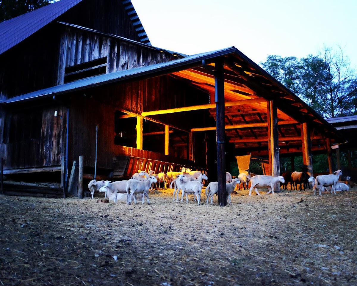 Leaping Lamb Farm