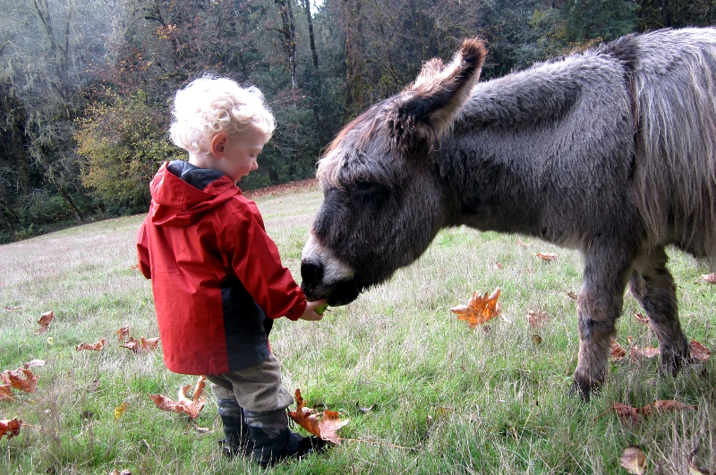 Leaping Lamb Farm - Photo 6