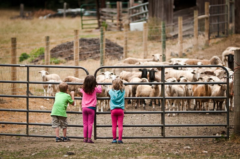 Leaping Lamb Farm - Photo 5