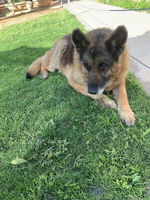 דר דוייב | וטרינר בעמק חפר והסביבה | וטרינר חניאל | וטרינר בכפר יונה