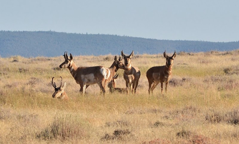 Wyoming's Finest Outfitters LLC - Photo 6