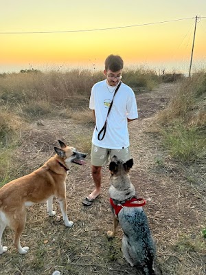 iDogs - אילוף גורים וכלבים | עידו אליעד (חוף הכרמל וזכרון יעקב)