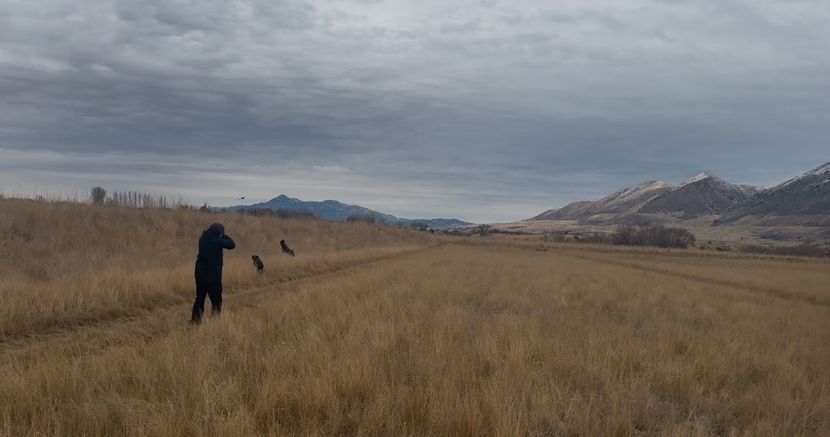 Bear River Bottom Pheasant Hunting