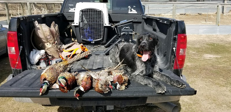 Bear River Bottom Pheasant Hunting - Photo 4