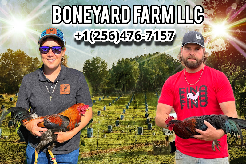 Boneyard farm - Photo 2