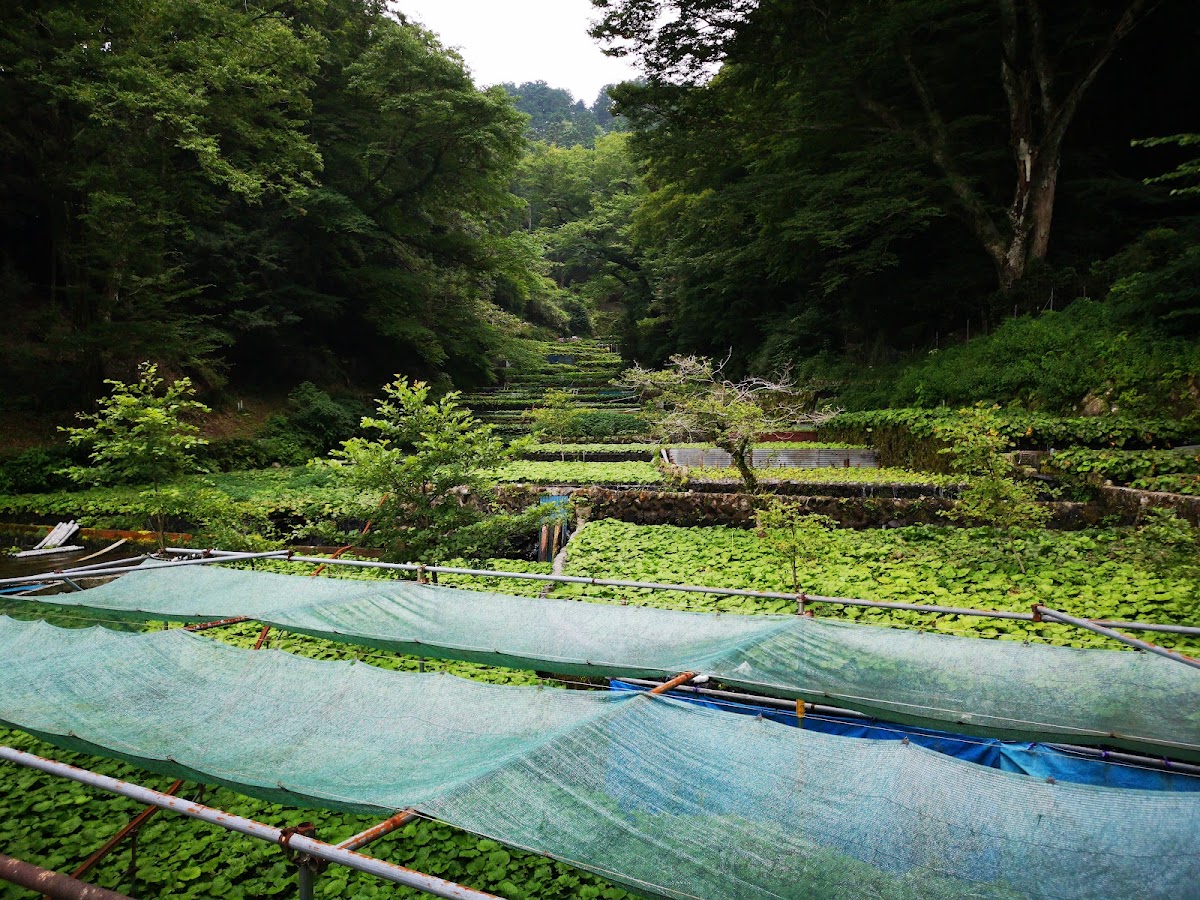 Wasabi Country: Utogi, Where Wasabi Began photo
