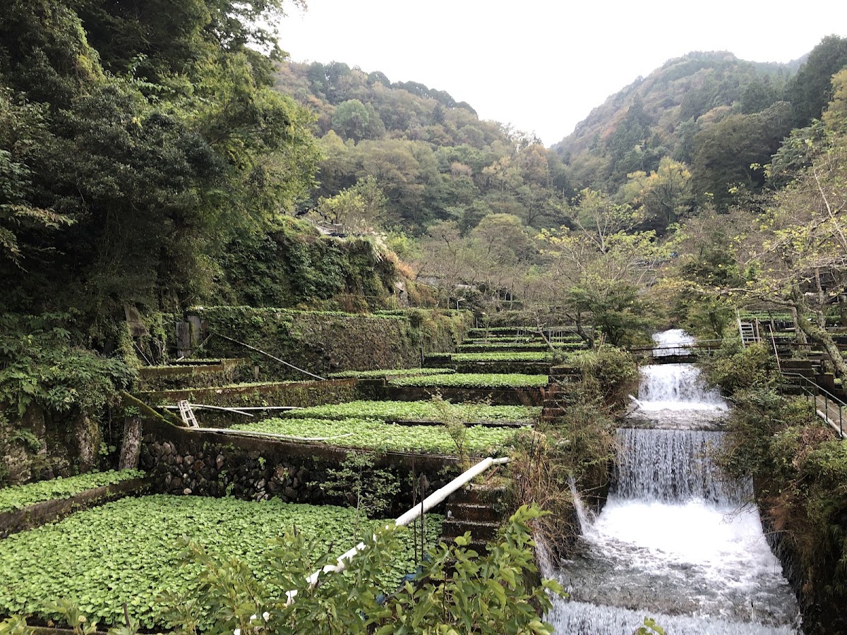 Wasabi Country: Utogi, Where Wasabi Began photo