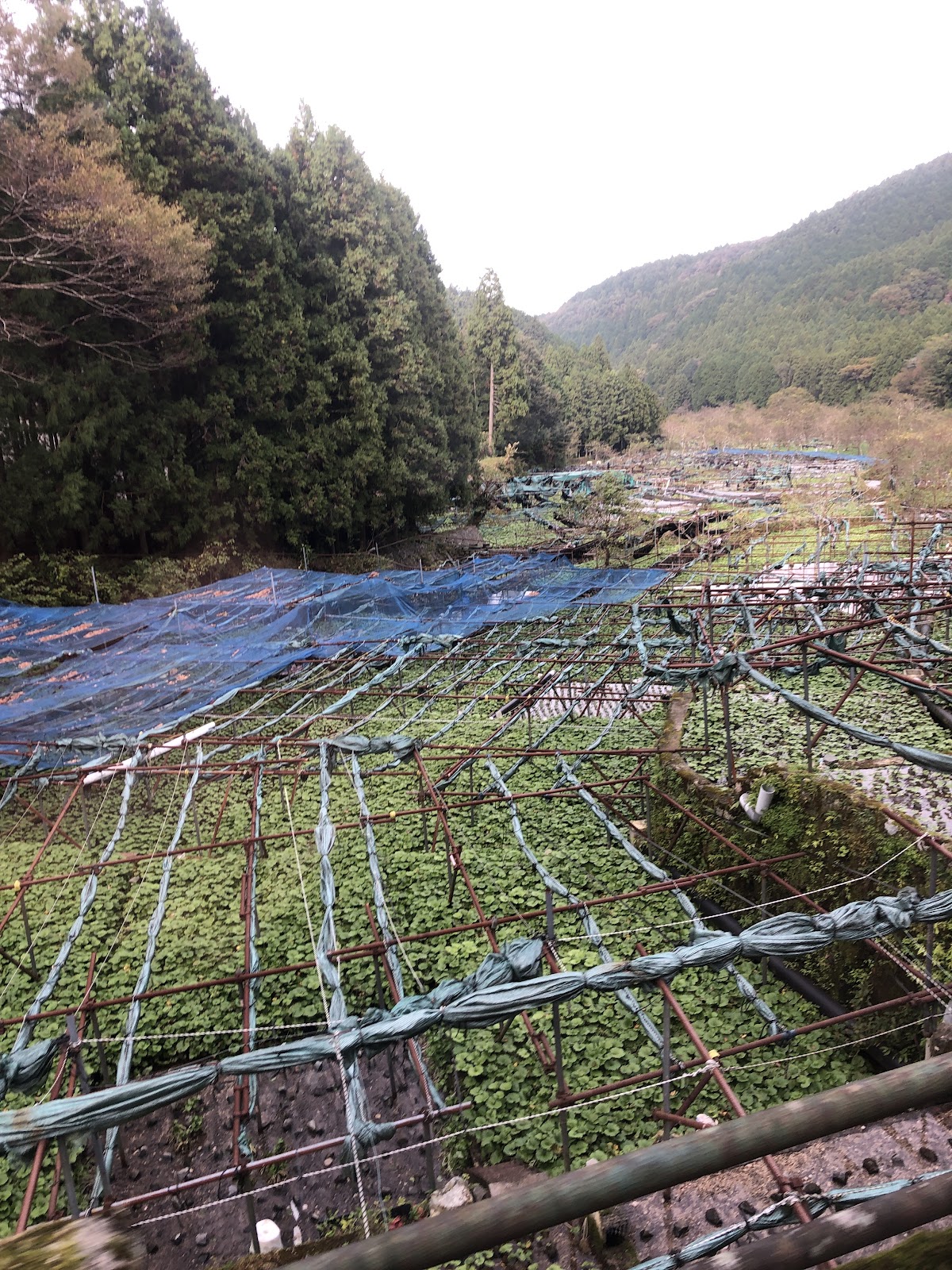 Wasabi Country: Utogi, Where Wasabi Began photo