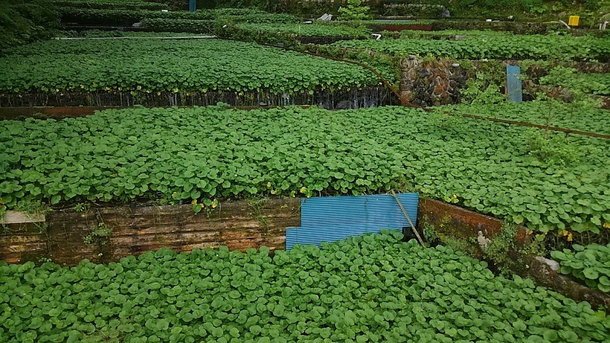 Wasabi Country: Utogi, Where Wasabi Began