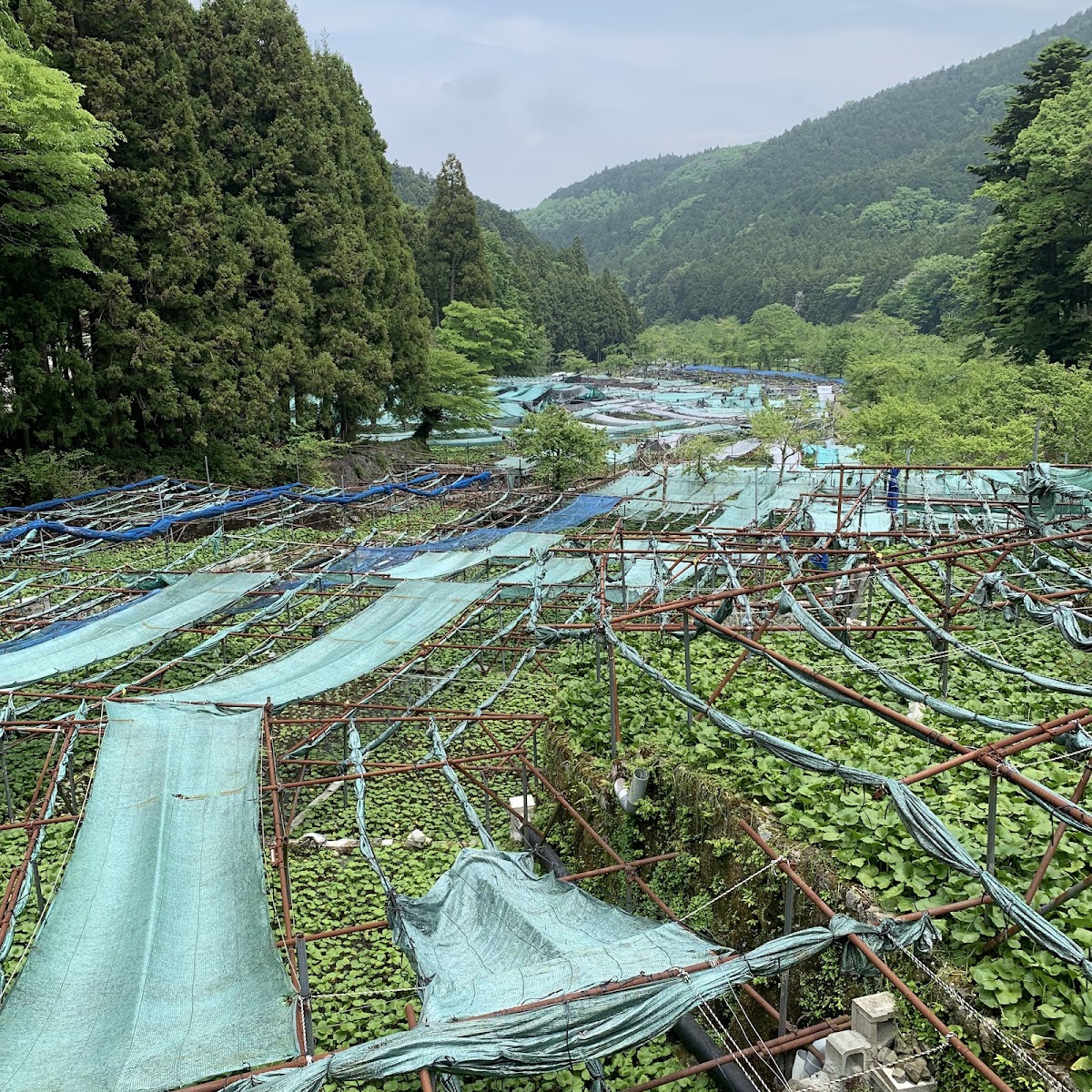 Wasabi Country: Utogi, Where Wasabi Began photo