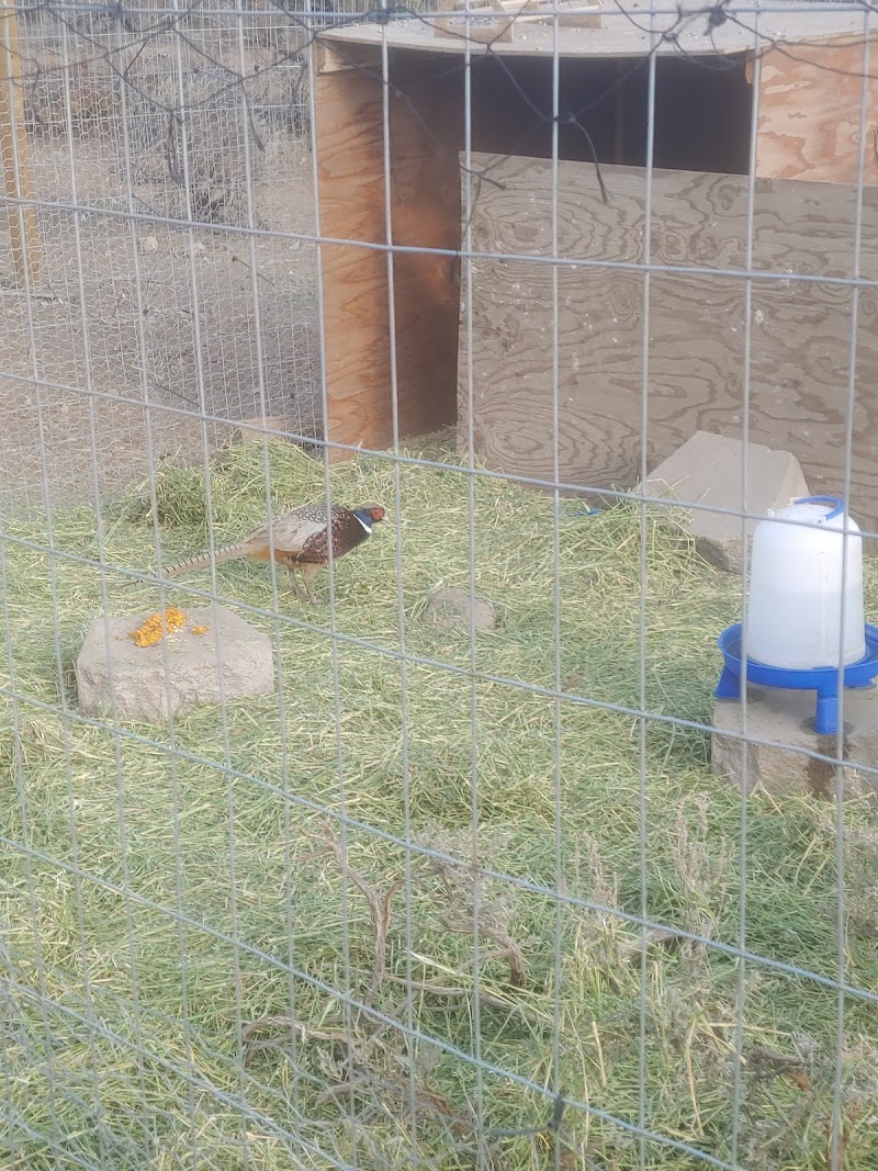NEK Farm & Pheasants - Photo 3