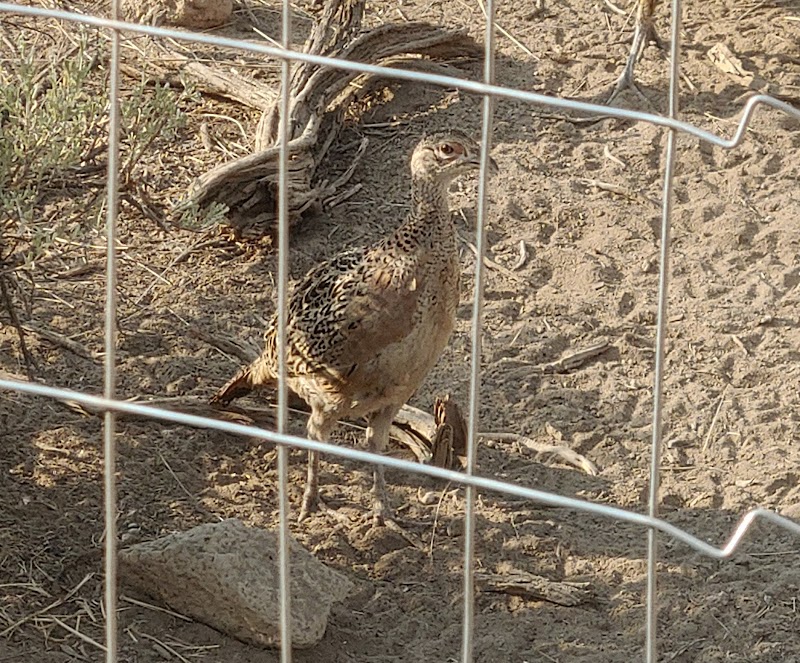 NEK Farm & Pheasants - Photo 2