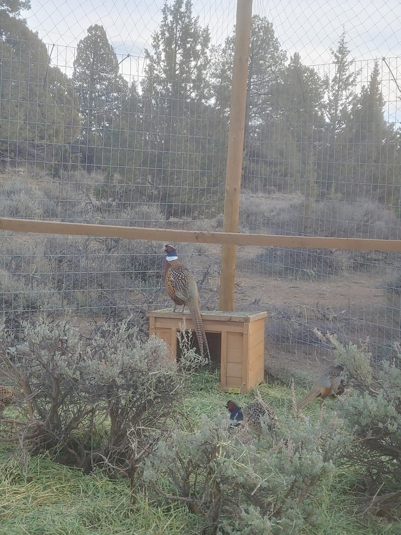 NEK Farm & Pheasants - Photo 1