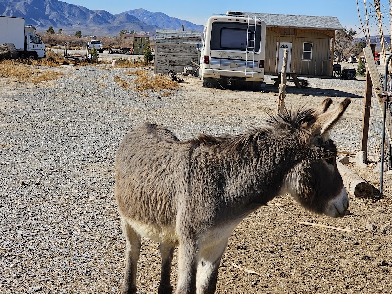 Nature Health Farms Petting Zoo, Airbnb, Alpaca Farm & Wedding Chapel in Pahrump - Photo 6