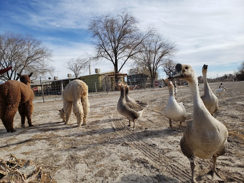 Nature Health Farms Petting Zoo, Airbnb, Alpaca Farm & Wedding Chapel in Pahrump - Photo 4
