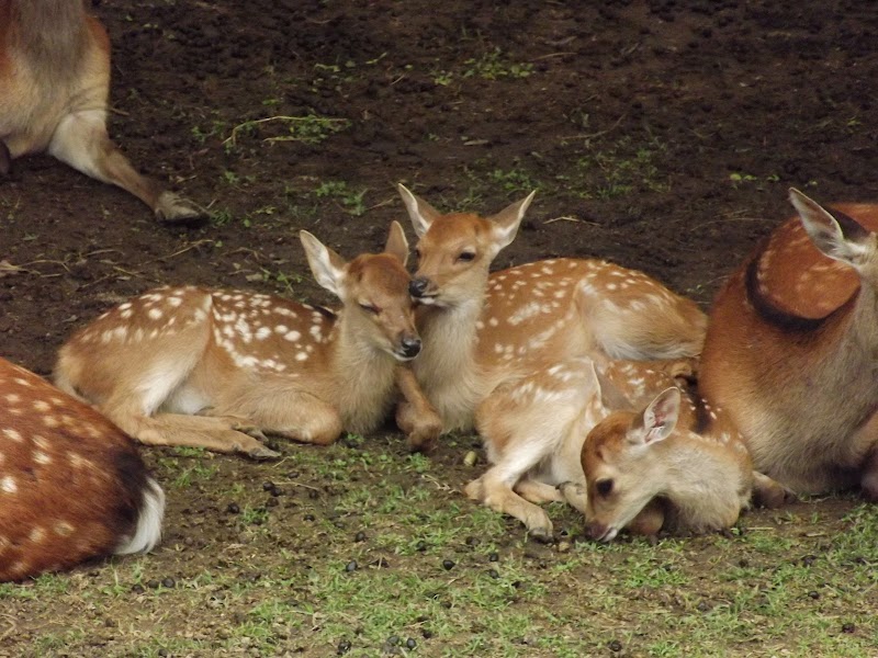 Deer Park photo