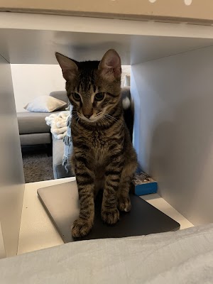 KorkiVet - Veterinary Home Visits