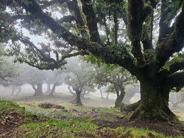 Fanal Forestry Station 1