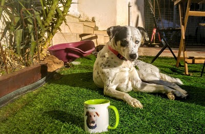 נדב מאמן הכלבים