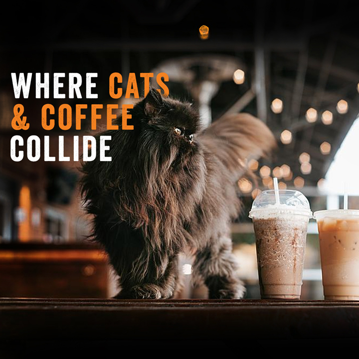 Whiskers and Soda photo 3