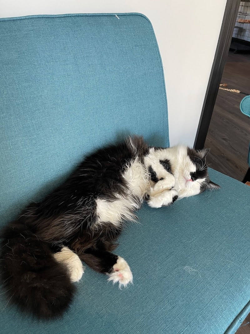 Whisker Station Cat Cafe and Lounge