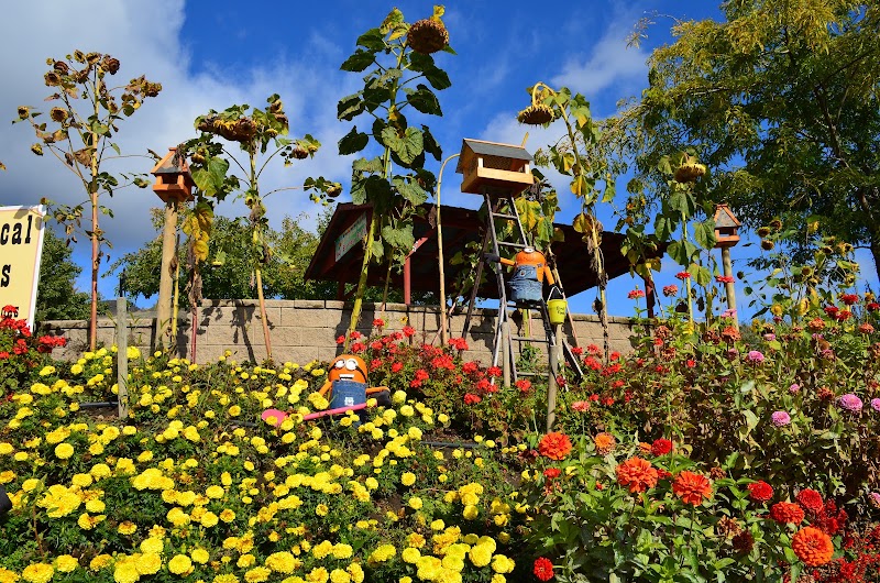 Davison Orchards photo 4