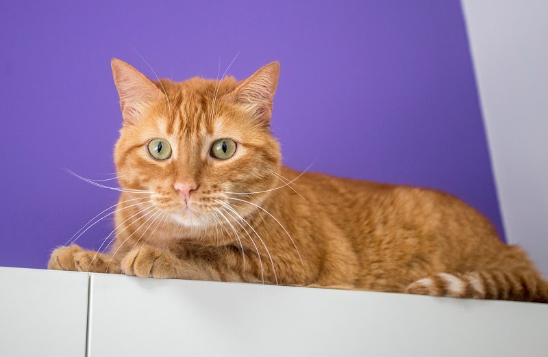 Centro Veterinario Bichos, Animales exóticos