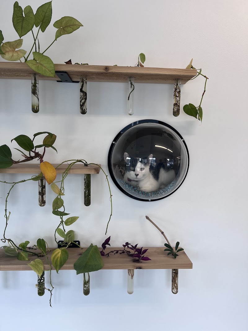 Kitt's Café & Gandalf's Garden photo 4