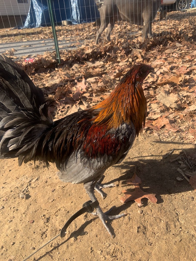 OUTLAW GAME FARM - Photo 1