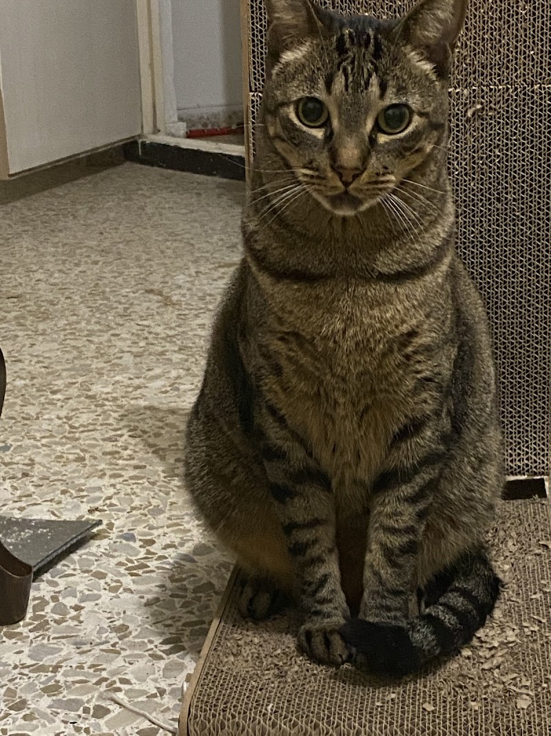 Clínica Veterinaria La Fauna URGENCIAS VIERNES SABADO DOMINGO Y FESTIVOS ESPECIALIDAD DERMATOLOGÍA Y MEDICINA FELINA