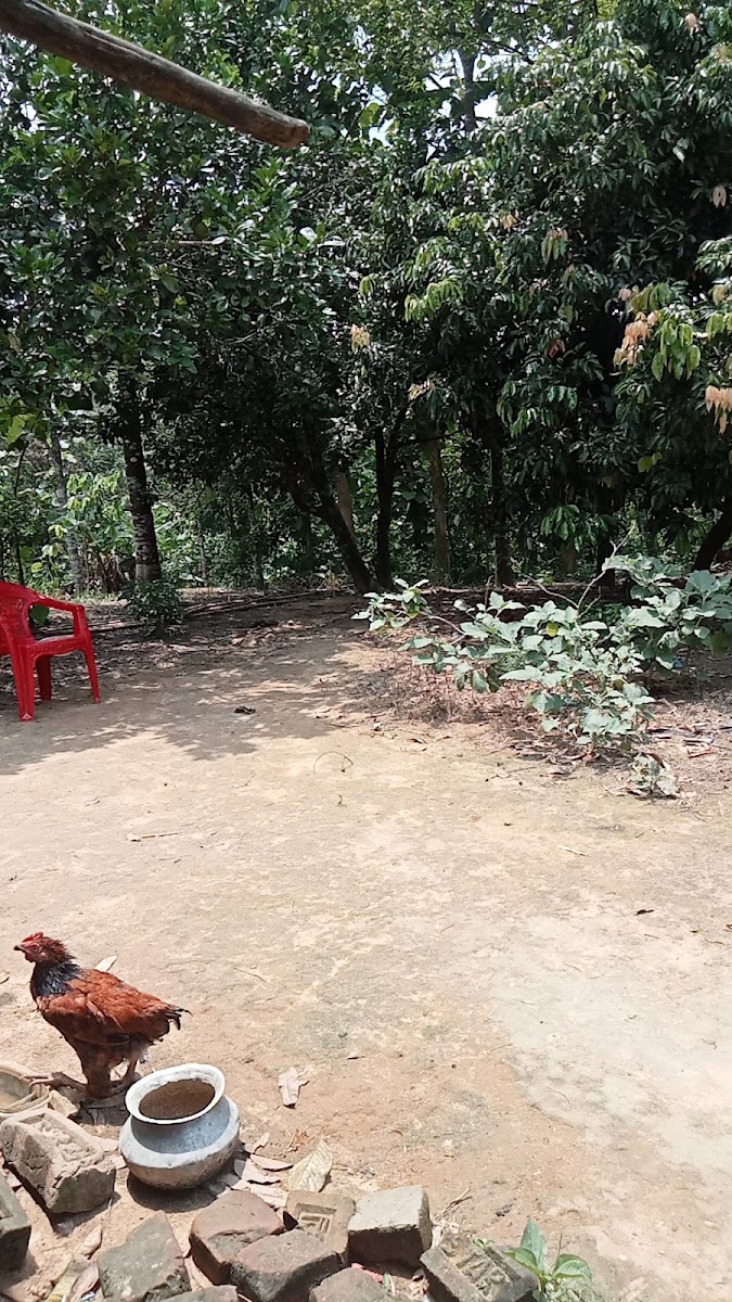My home Google photo 3
