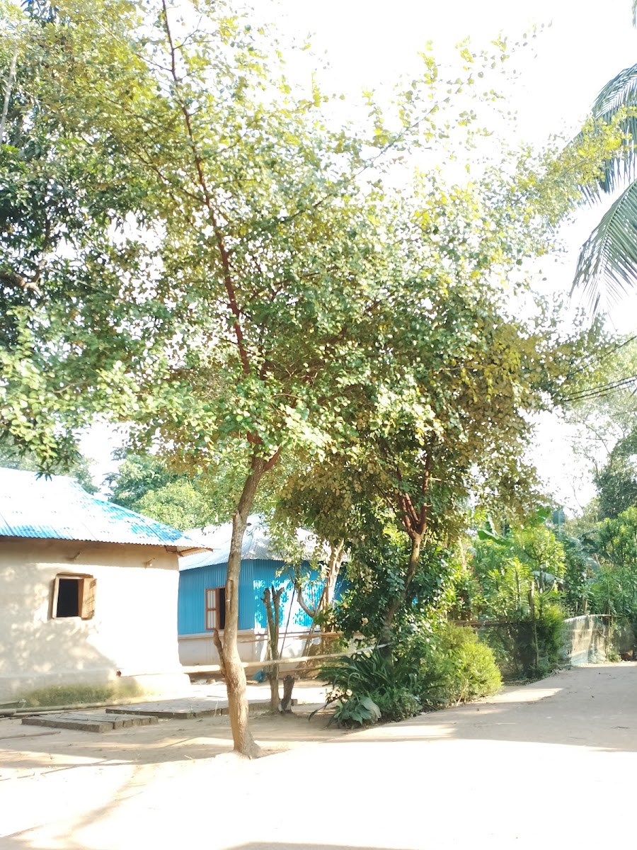 Joy pal Google photo 1