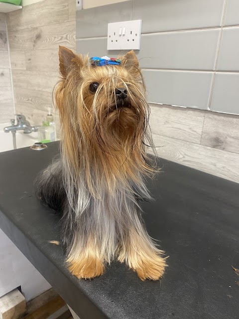 Animal Care Perfect Groomer in Bristol