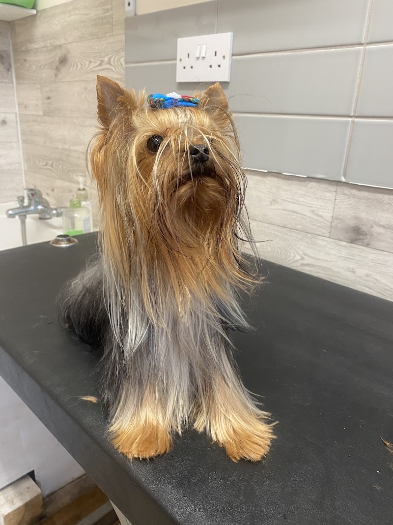 Animal Care Perfect Groomer in Bristol