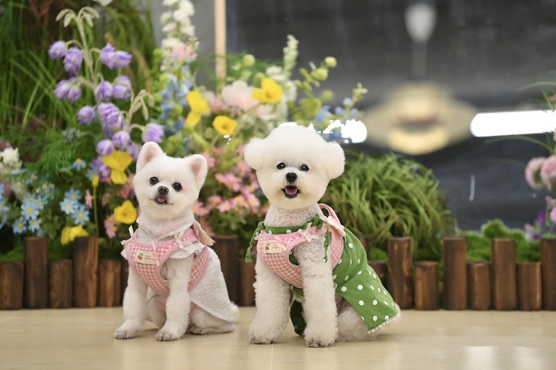 꼬또로몽 사진 3