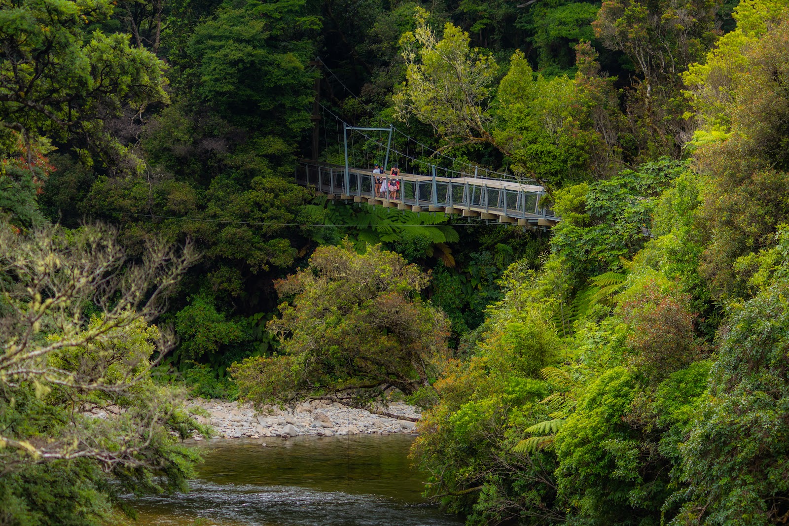 Rivendell glade, Kaitoke Regional Park