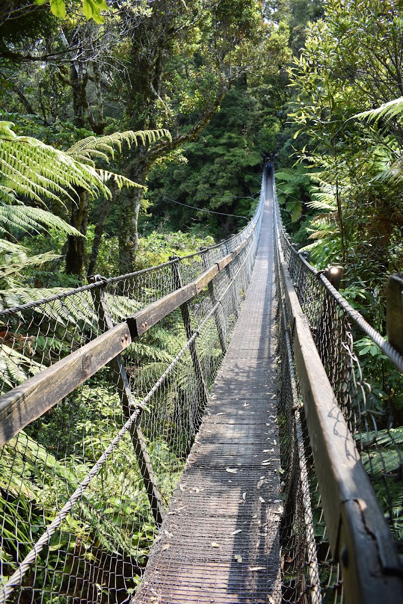 Rivendell glade, Kaitoke Regional Park