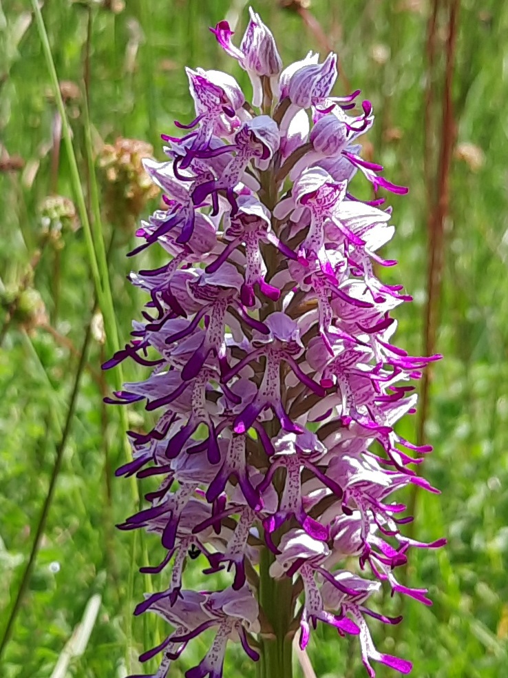Orchideeëntuin Gerendal