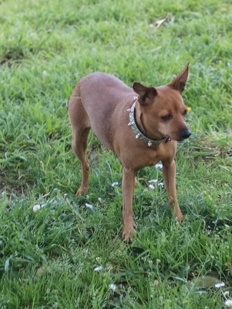 ABERE Clínica Veterinaria-Albaitaritza (Donostia-San Sebastián)