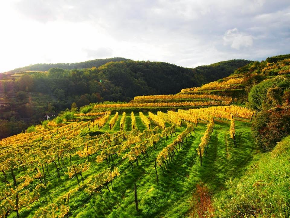 Weingut Nikolaihof Wachau