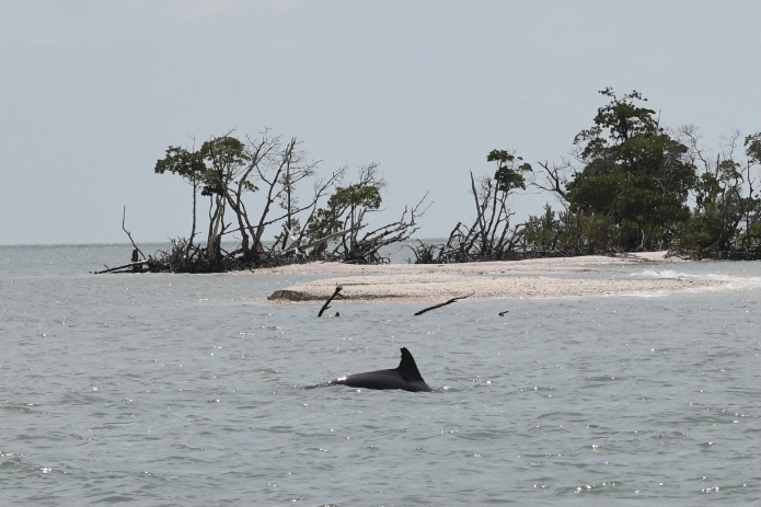 Dolphin Research Tours