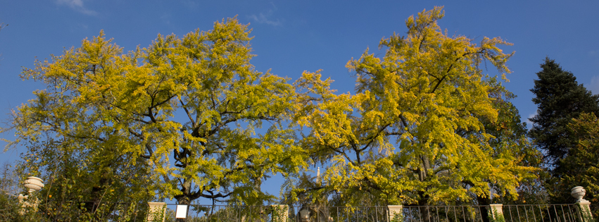 Jardim Botânico da Universidade de Coimbra fotoğraf 1
