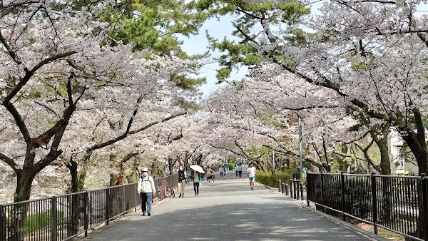 Secret Cherry Blossom Spots in Korea and Japan 10